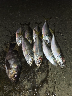 マアジの釣果