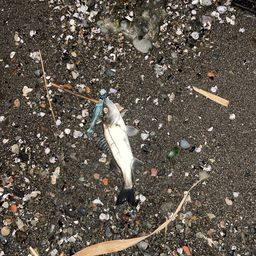 セイゴ（ヒラスズキ）