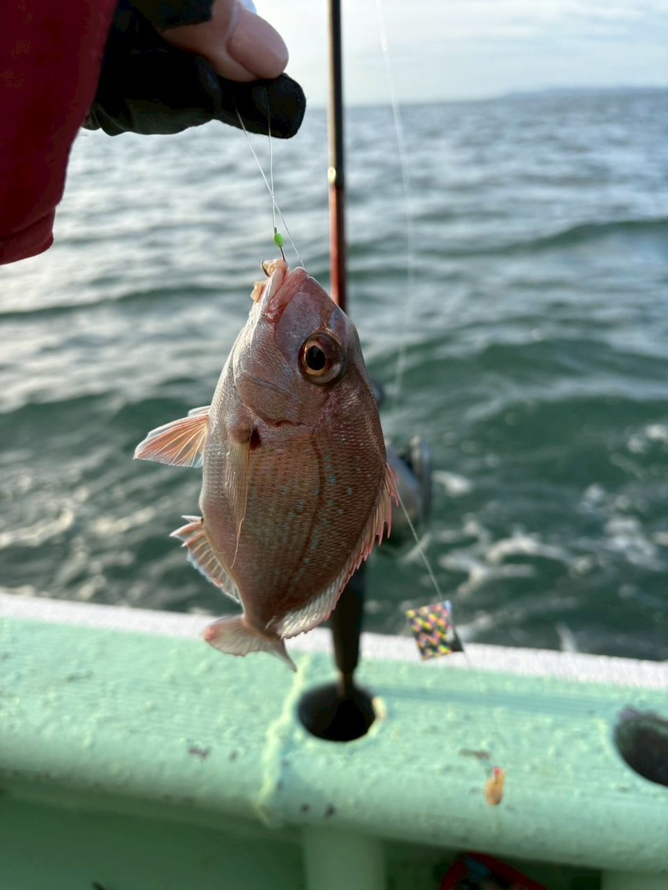 なちゃん✌️さんの釣果 1枚目の画像