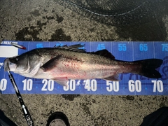 シーバスの釣果