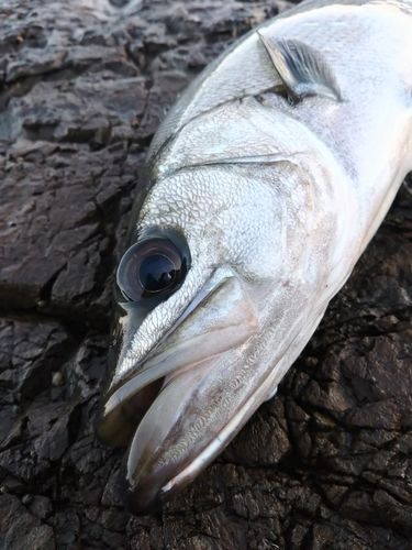 ヒラスズキの釣果