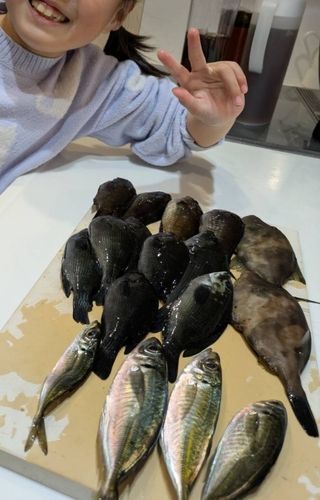 アジの釣果