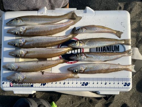 シロギスの釣果