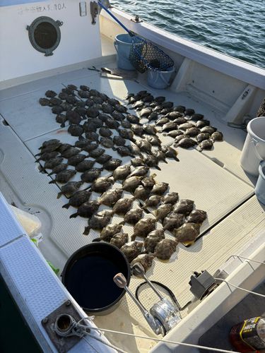 カワハギの釣果