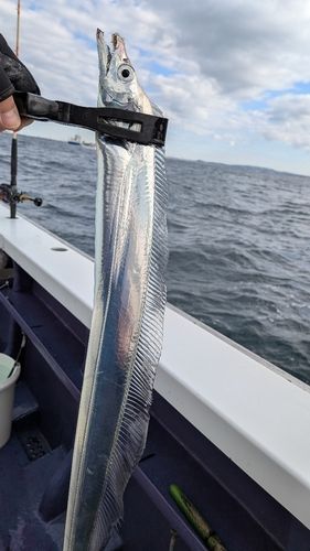 タチウオの釣果