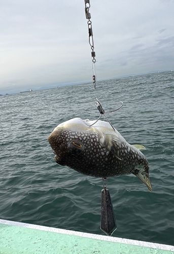 ショウサイフグの釣果