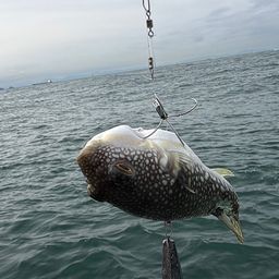 ショウサイフグ