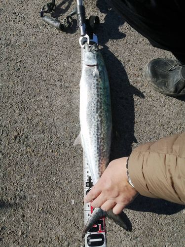 鳴尾浜臨海公園海づり広場