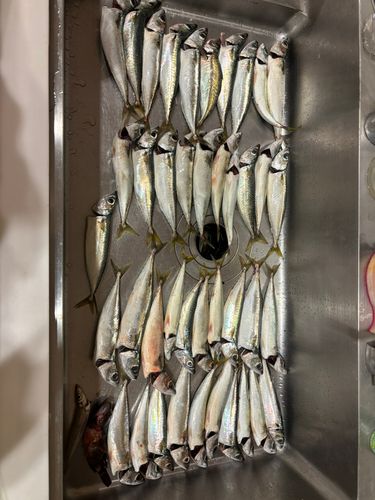 サバの釣果
