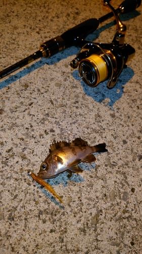 メバルの釣果