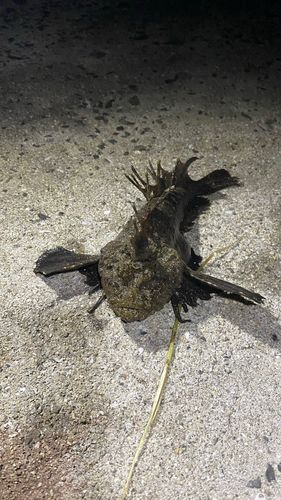 オニオコゼの釣果