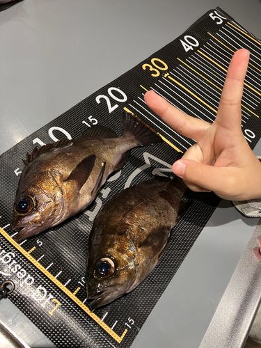 メバルの釣果