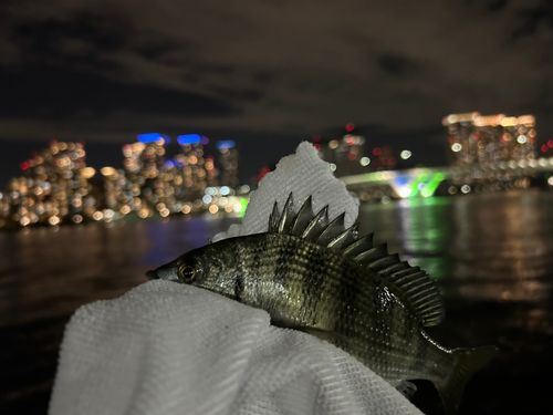 セイゴ（マルスズキ）の釣果