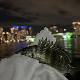 セイゴ（マルスズキ）