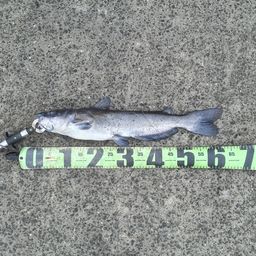 アメリカナマズ