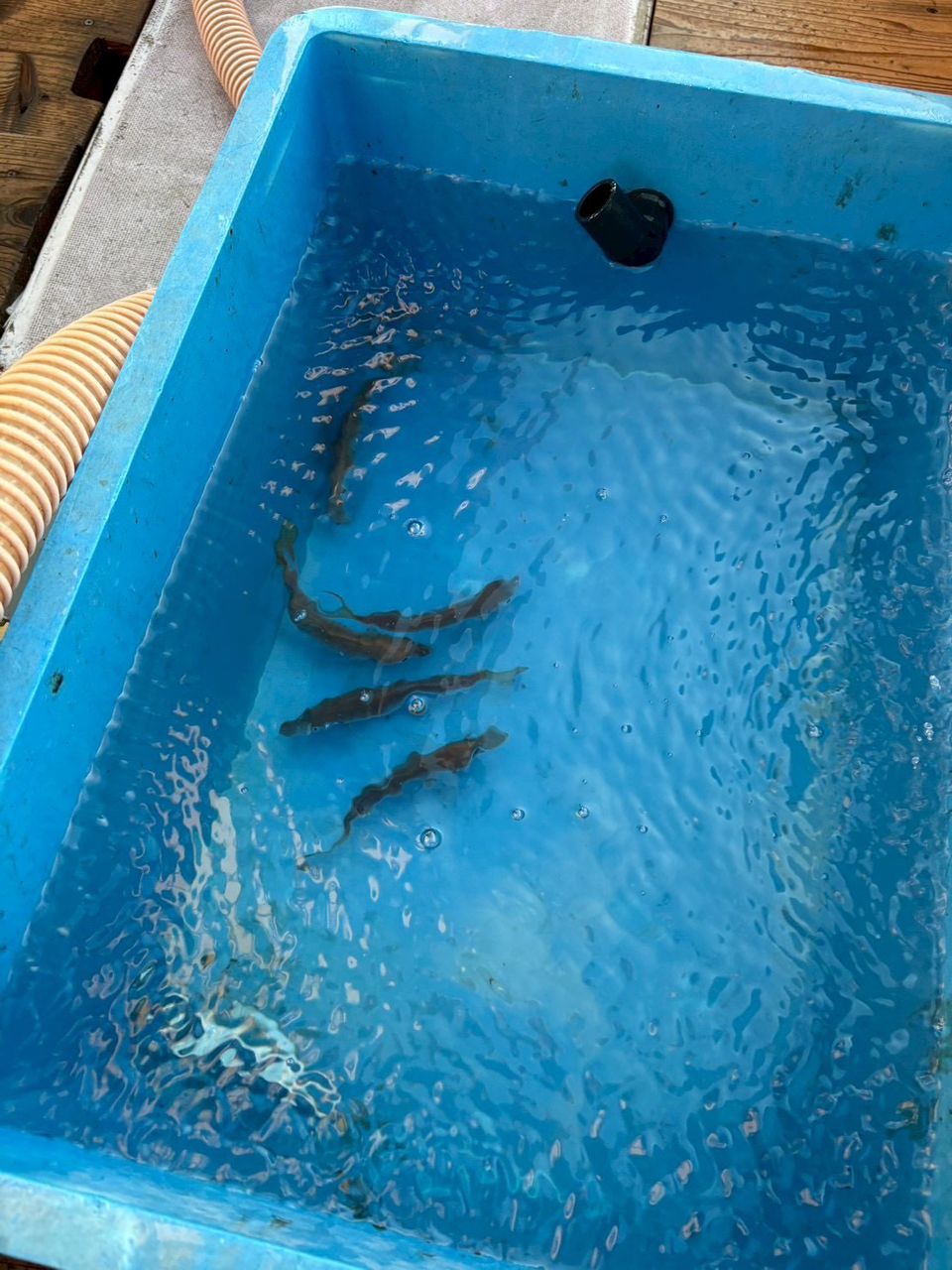 なちゃん✌️さんの釣果 1枚目の画像