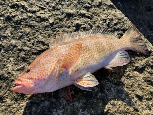 オオモンハタの釣果