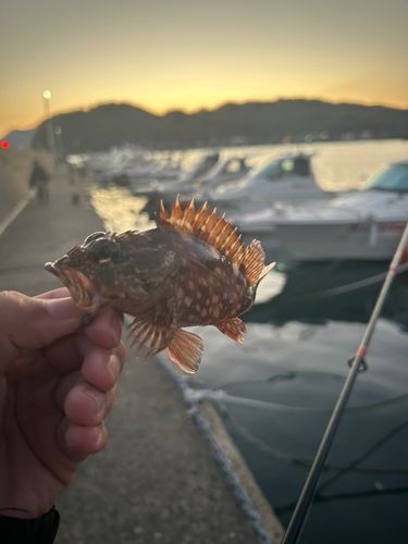 カサゴの釣果