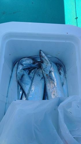 タチウオの釣果