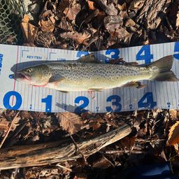 ブラウントラウト