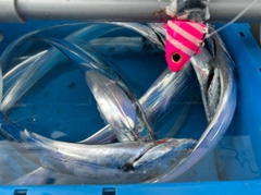 タチウオの釣果