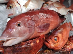 カンダイの釣果