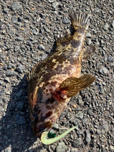 タケノコメバルの釣果