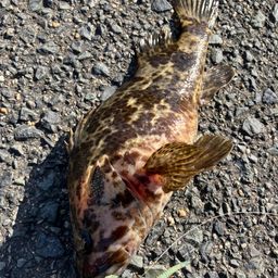 タケノコメバル