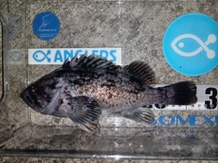 クロソイの釣果