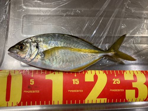 シマアジの釣果