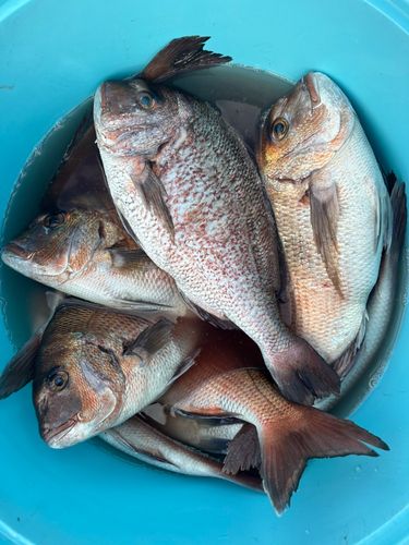 マダイの釣果
