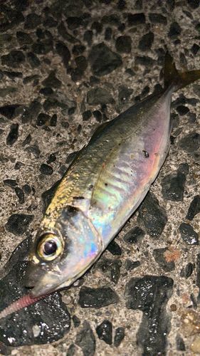 マアジの釣果