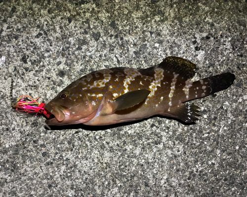 キジハタの釣果