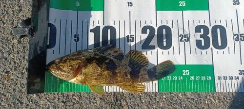 タケノコメバルの釣果