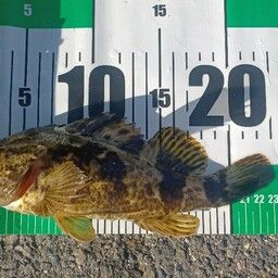 タケノコメバル