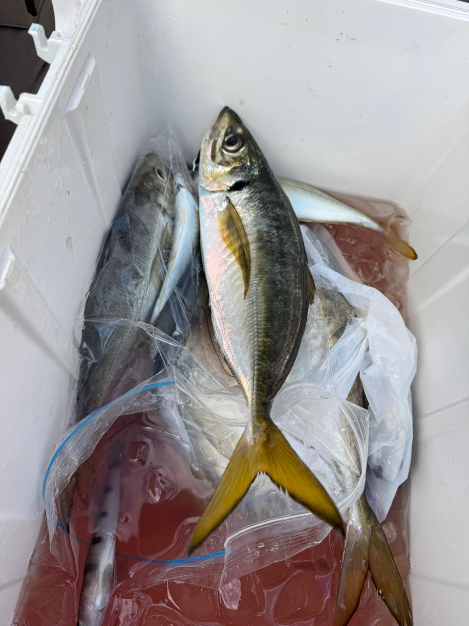 ひまわり666さんの釣果 2枚目の画像