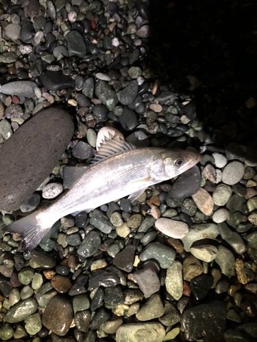 セイゴ（ヒラスズキ）の釣果