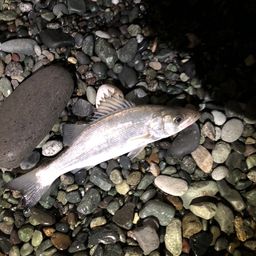 セイゴ（ヒラスズキ）