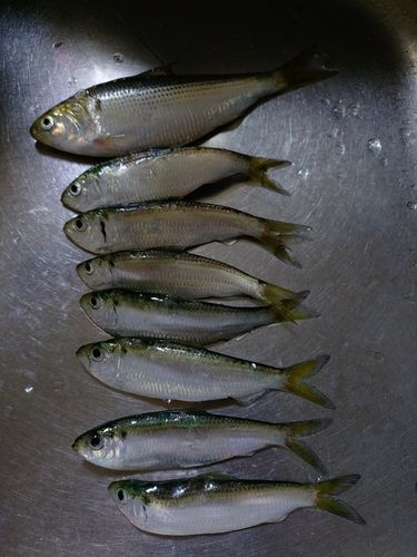 若洲海浜公園海釣り施設