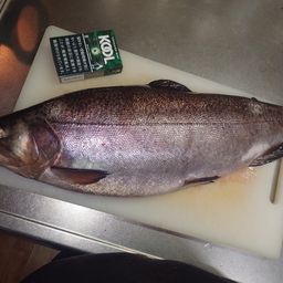 ロックトラウト