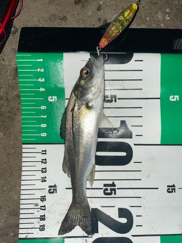 セイゴ（ヒラスズキ）の釣果