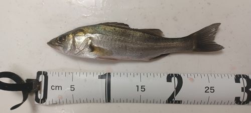 セイゴ（マルスズキ）の釣果