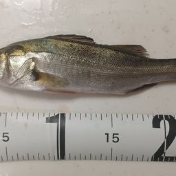 セイゴ（マルスズキ）