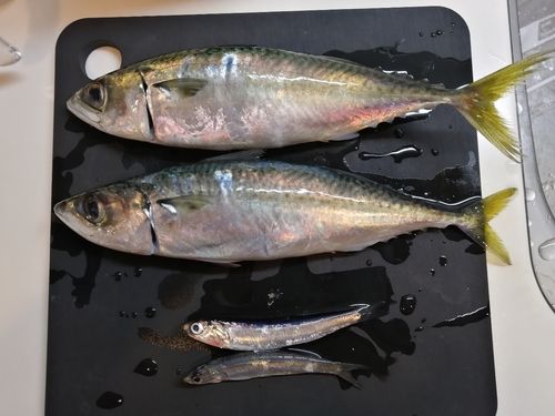 サバの釣果