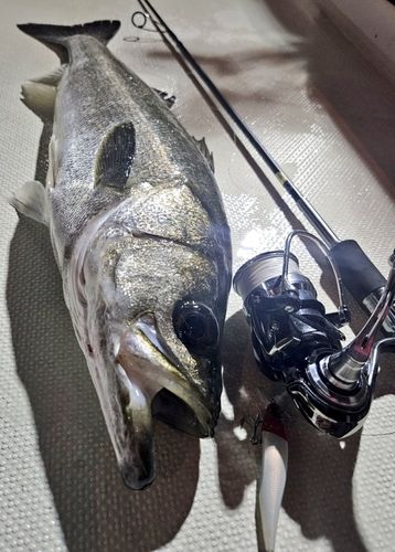 シーバスの釣果