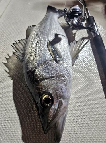 フッコ（ヒラスズキ）の釣果