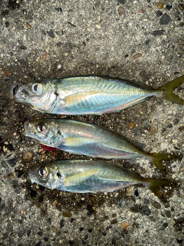 アジの釣果