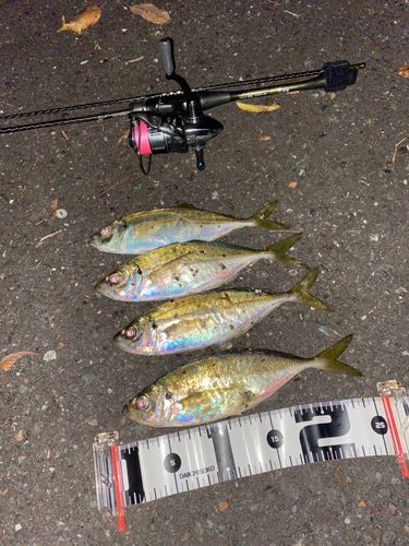 アジの釣果