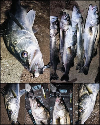 シーバスの釣果