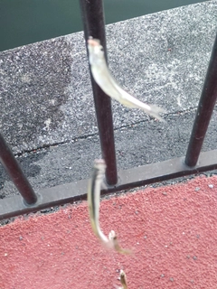 ワカサギの釣果